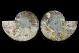 Sliced Ammonite Fossil - Agatized #115321-1